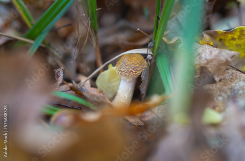 Edible Armillaria mellea mushrooms in the autumn forest photo