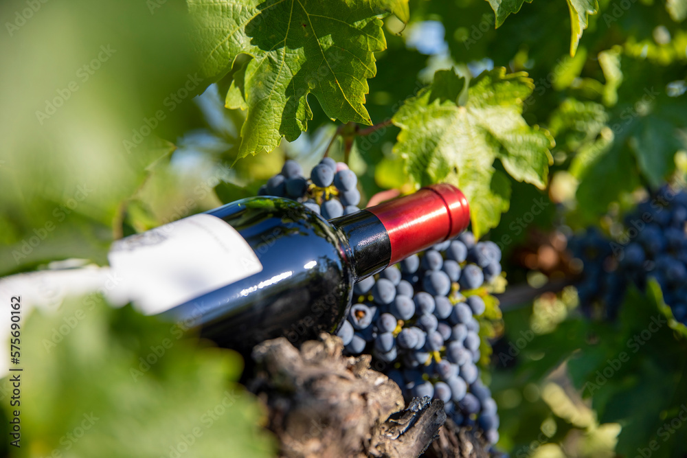 Bouteille de vin rouge dans les vignes en France.