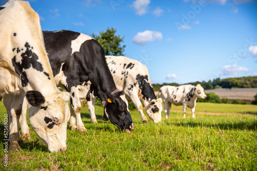 Troupeau de vaches laitière au printemps en train de brouter l'herbe des champs.