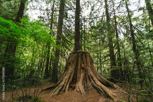 Lynn Canyon Park in West Vancouver  British Columbia  Canada - tree trunk