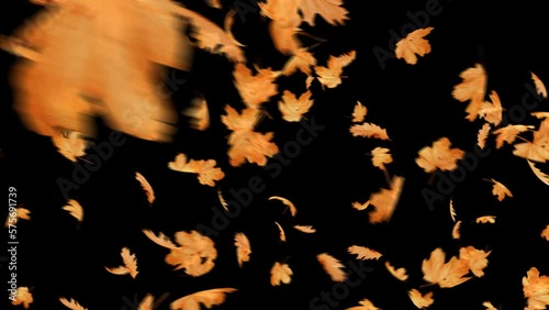 Maple leaf blowing in autumn on a black background.