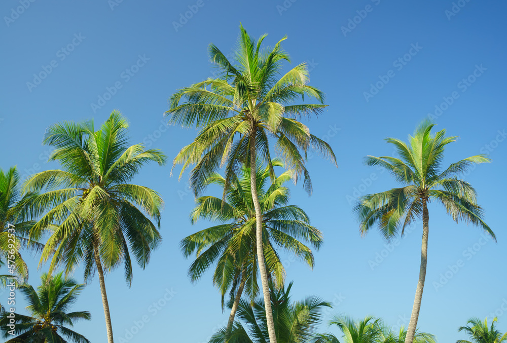 Green palms with coconuts on sky background