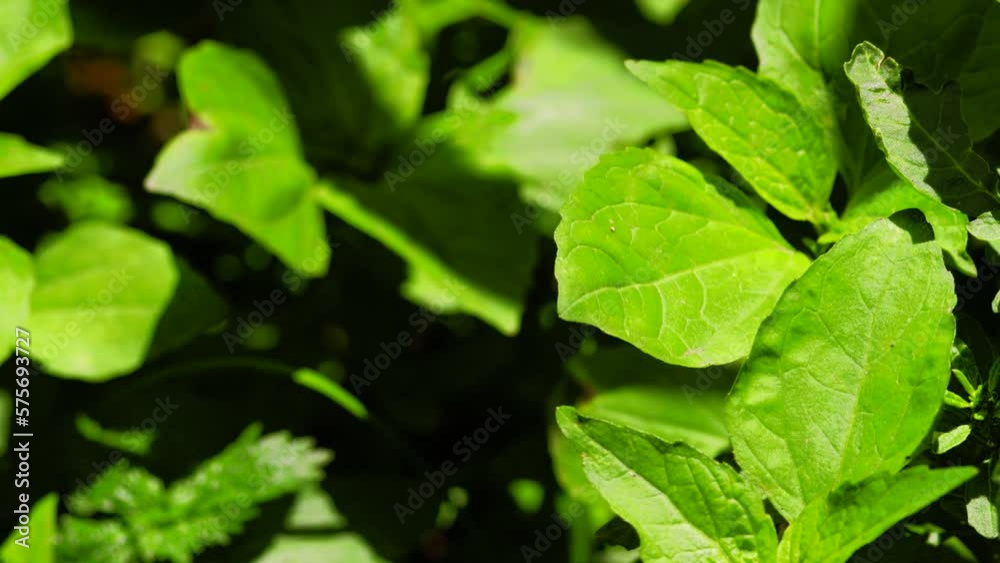 Video of green leaves with sunlight. Concept of nature, plants and flora. Video of green leaves with sunlight. Concept of nature, plants and flora.