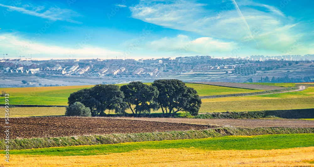 Fototapeta premium Landscape with cultivated fields and a group of trees in the foreground and the buildings of Arroyomolinos, Madrid (Spain) in the background.