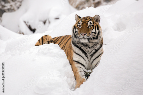 Siberian tiger is hidden in a snow cover. Female amur tiger is lying in winter during the cold weather. Frozen scene in wild nature from Tajga, Russia. Big cat in habitat. Panthera tigris altaica