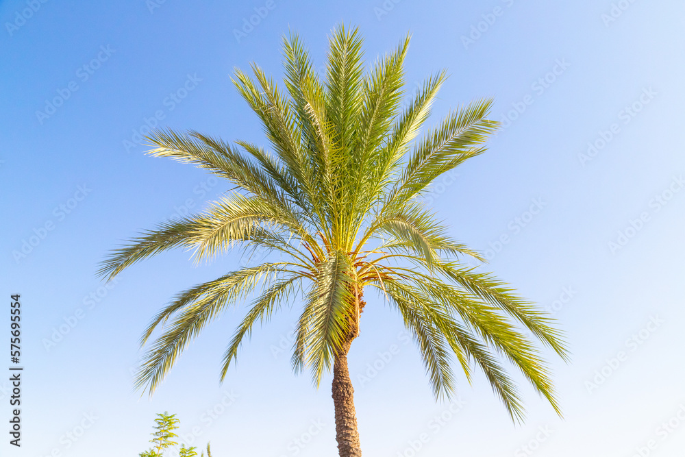 Perfect palm tree on a bright sunny day