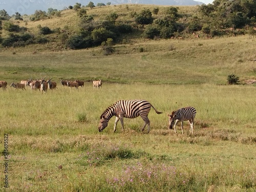 Zebra and baby foal