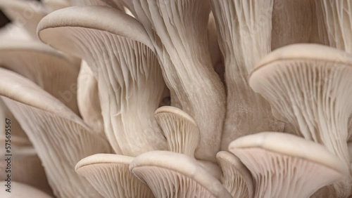 4K Time Lapse of Oyster mushrooms growing - close-up. Healthy ECO food. Edible mushroom grow on Bio farm. Food production business.