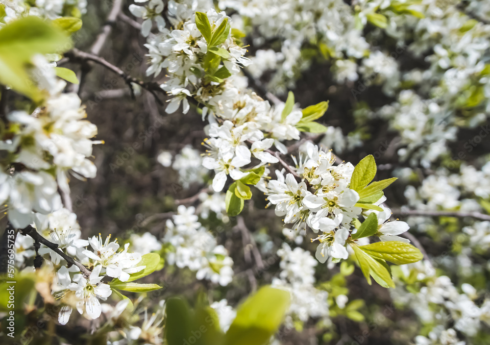 Young leaves of a fruit tree and white flowers in early spring, a flowering tree in macro Young leaves of a fruit tree and white flowers in early spring, a flowering tree in macro