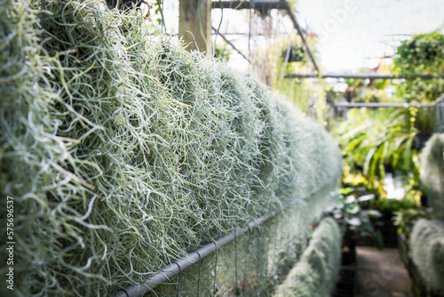 Tillandsia Usneoides or moss hanging in a plant shop