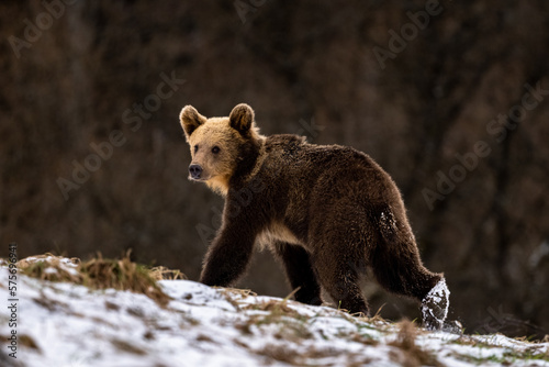 Fototapeta Naklejka Na Ścianę i Meble -  Brown Bear, Ursus arctos. Bieszczady Mountains, Carpathians, Poland.