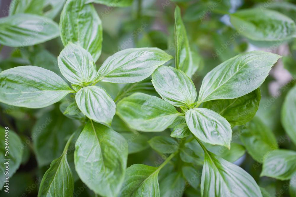 Close up shot of basil green background. Close up shot of basil green background.
