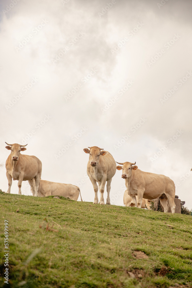 Fototapeta premium herd of cows