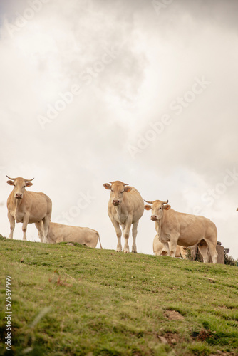 Fototapeta Naklejka Na Ścianę i Meble -  herd of cows