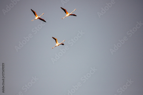 flamingos in flight