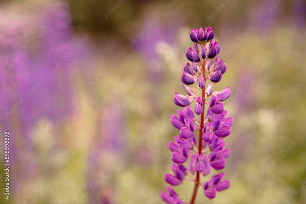 Obraz premium purple flowers