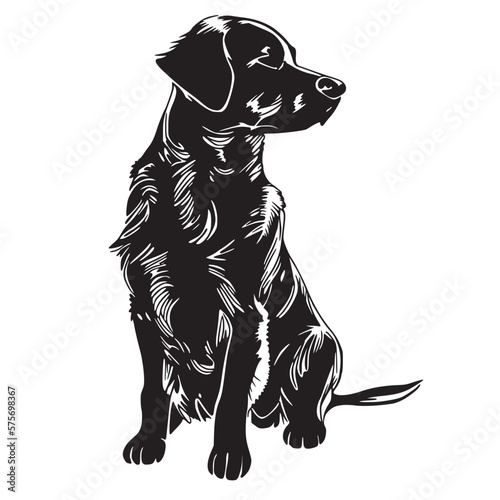 black labrador retriever silhouette photo