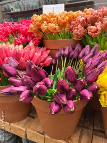 Tulips in the Market