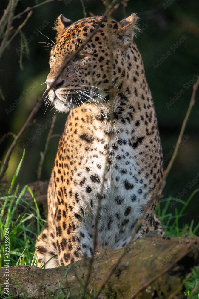 Obraz premium Close up portrait of male Sri Lankan leopard sitting in grass. In captivity at Banham Zoo in Norfolk, UK 