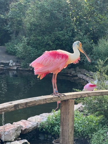Pink Pelican On Wooden Fence