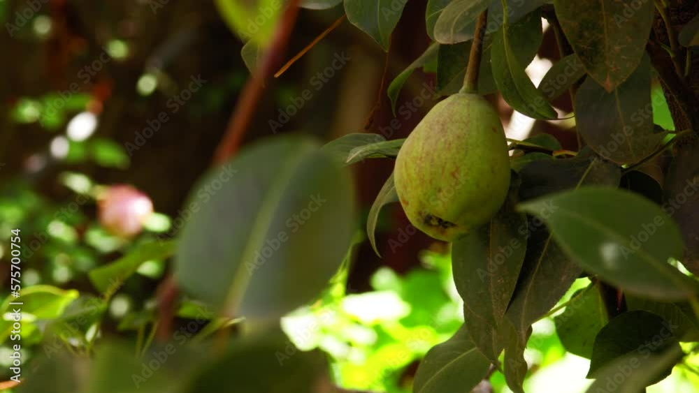 video of pear plant. Concept of plants and fruits. video of pear plant. Concept of plants and fruits.