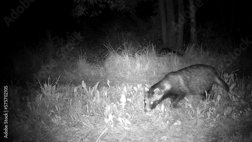 Two raccoon dogs Nyctereutes procyonoides at summer night. Trail camera.