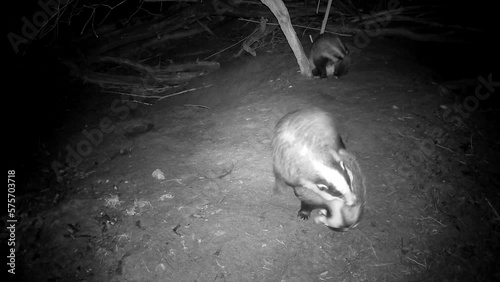 Three badgers meles meles after waking up in spring near cave

