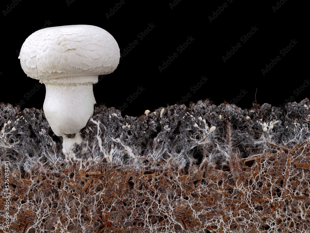 white mushroom, agaricus bisporus or champignon, with mycelium in
