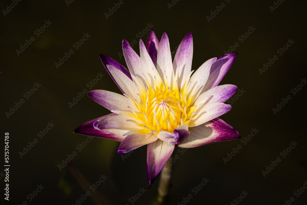 Beautiful water lily (nymphaea). Violet-yellow flower on blur background. Close up, soft and selective focus on stamen. Beautiful water lily (nymphaea). Violet-yellow flower on blur background. Close up, soft and selective focus on stamen.