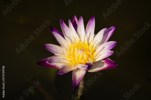 Beautiful water lily (nymphaea). Violet-yellow flower on blur background. Close up, soft and selective focus on stamen. 