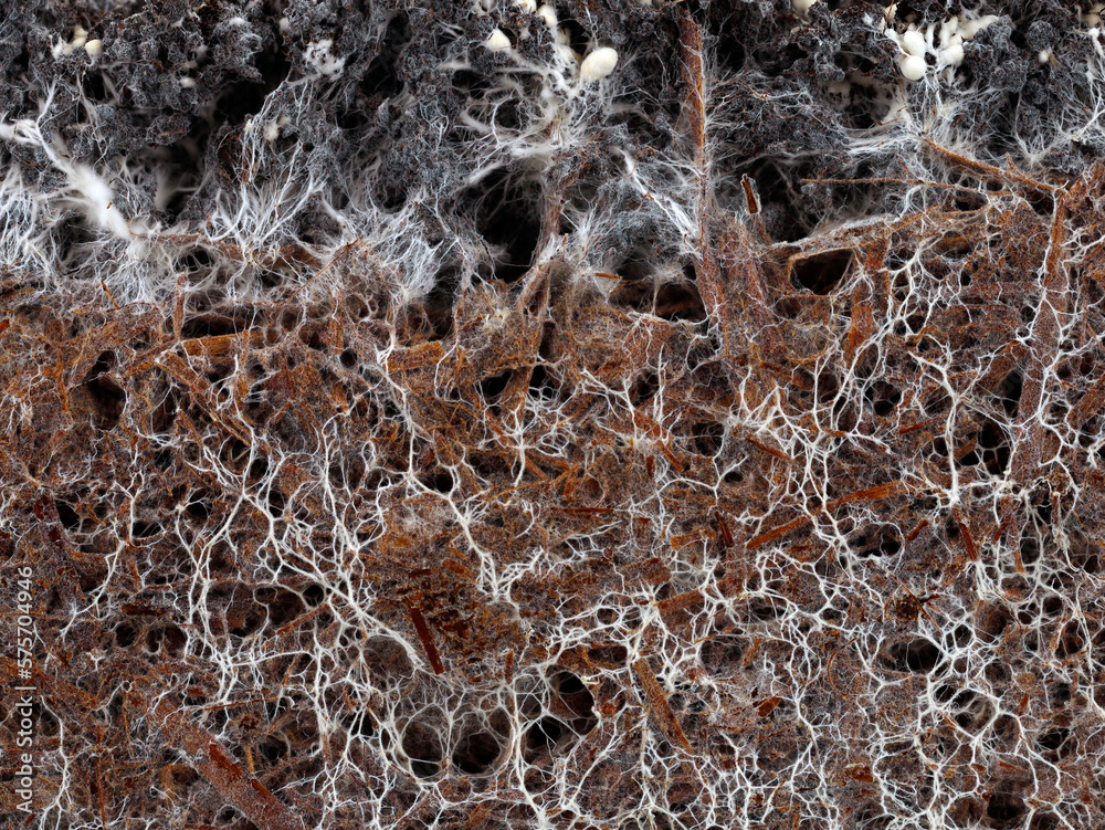 structure of the mushroom mycelium of a white champignon, agaricus bisporus, in soil - obrazy, fototapety, plakaty 