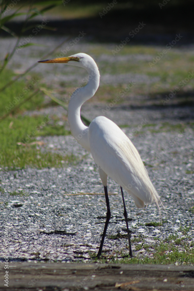 Fototapeta premium great blue heron