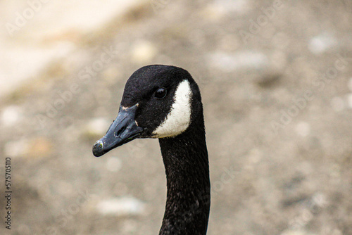 close up of a black goose