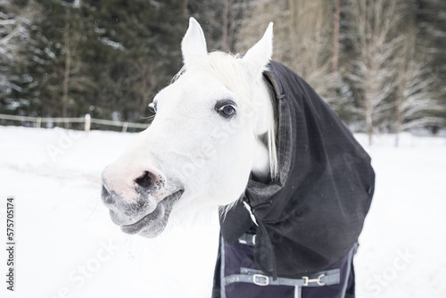 Funny portrait of a white horse in a blanket in winter, standing in a wooden paddock.Close-up