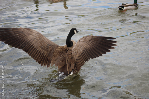 country goose branta canadensis