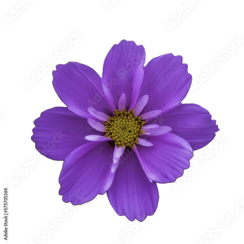 purple aster isolated no background