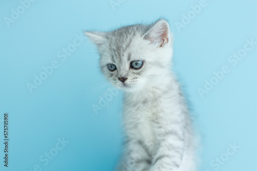 Fluffy british gray kitty looking at camera on blue background, front view. Cute young long hair striped cat sitting in front of blue background with copy space. 10 month old female kitten. Isolated. 
