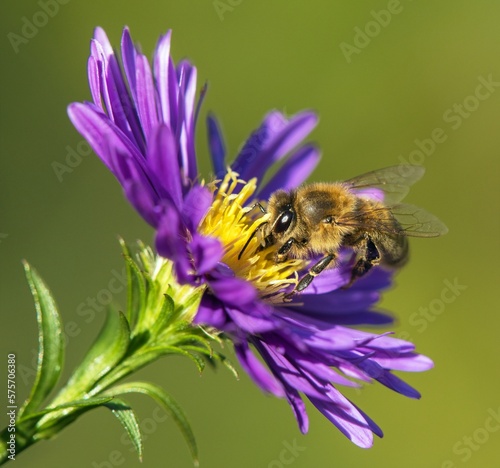 bee honeybee Apis Mellifera honey insect flower © Daniel Prudek