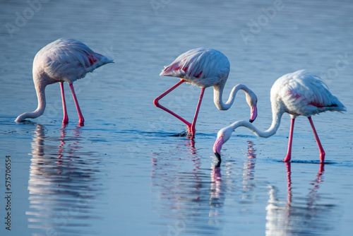 Three flamingos searching food in lake