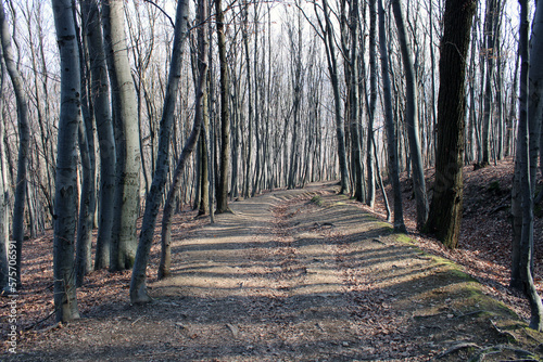 path in the forest
