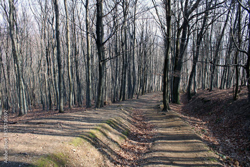 path in the forest