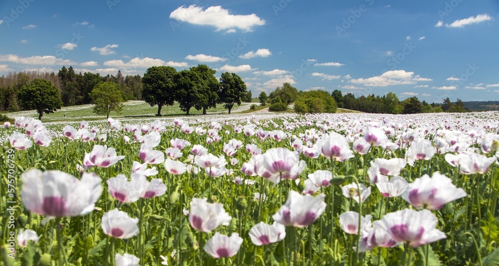 flowering opium poppy field in Latin papaver somniferum flowering opium poppy field in Latin papaver somniferum