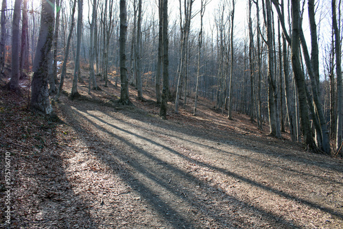 railway in the forest