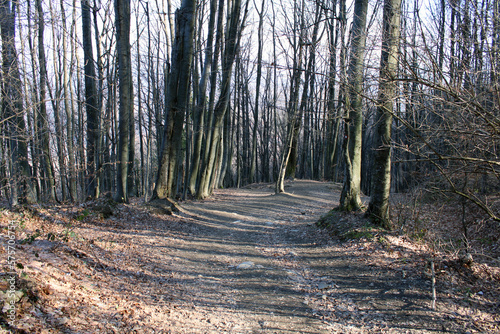 path in the forest