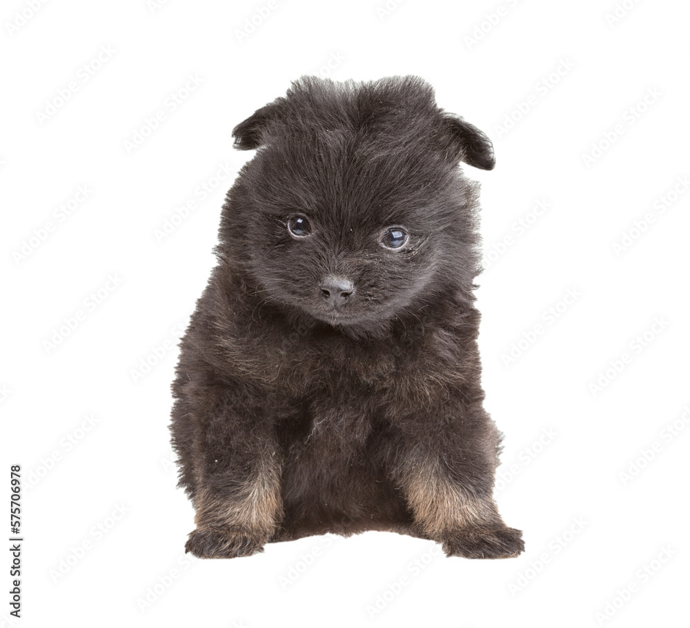Portrait of pomeranian spitz Portrait of pomeranian spitz
