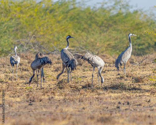 A group of common cranes in forest