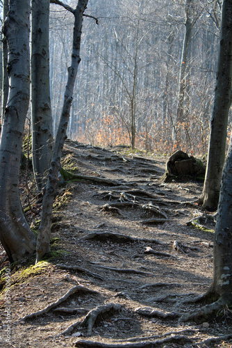 Forest in autumn