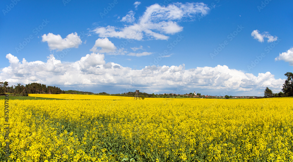 Obraz premium Rapeseed canola colza yellow field Brassica Napus
