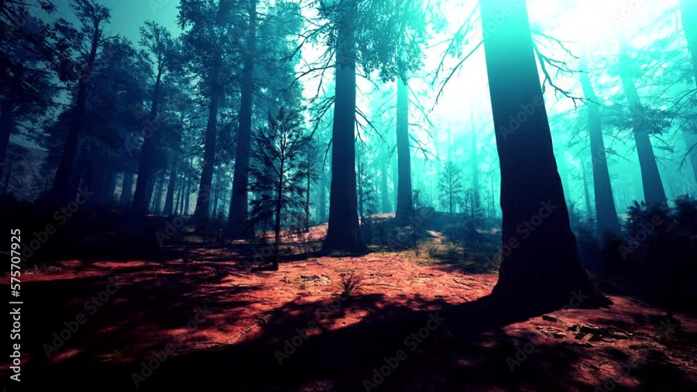 Pine forest with the last of the sun shining through the trees Pine forest with the last of the sun shining through the trees