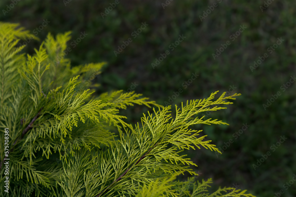 Beautiful leaves of thuja trees. Natural green beautiful fence. Thuja evergreen coniferous tree twigs. Thuja occidentalis. Beautiful background. Green thuja tree branches Beautiful leaves of thuja trees. Natural green beautiful fence. Thuja evergreen coniferous tree twigs. Thuja occidentalis. Beautiful background. Green thuja tree branches